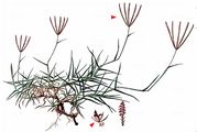 African Bermuda-Grass - Cynodon dactylon (L.) Pers.