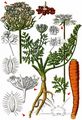 Wild Carrot - Daucus carota L. 