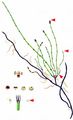 Variegated Horsetail - Equisetum variegatum F. Weber & D. Mohr
