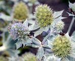 Sea-Holly - Eryngium maritimum L.