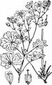 Hedgerow Crane's-Bill - Geranium pyrenaicum Burm. f.