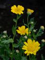 Corn Marigold - Glebionis segetum (L.) Fourr.