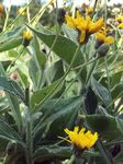  - Hieracium piliferum Hoppe 