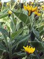  - Hieracium piliferum Hoppe