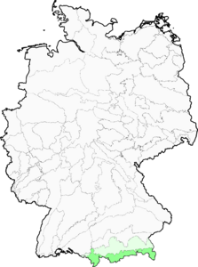 Agrostis schraderiana