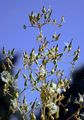 Gift-Lattich - Lactuca virosa L.