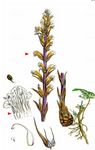 Efeu-Sommerwurz - Orobanche hederae Duby 