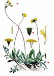 Geöhrtes Habichtskraut - Pilosella lactucella (Wallr.) P. D. Sell & C. West 