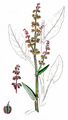 Großer Sauerampfer - Rumex acetosa L.