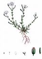 Knotted Pearlwort - Sagina nodosa (L.) Fenzl