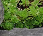 Saxifraga rosacea (Rosenblütiger Steinbrech) - tief gelappte Blätter die in Rosetten angeordnet sind