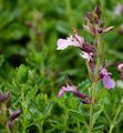 Edel-Gamander - Teucrium chamaedrys L.