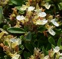 Berg-Gamander - Teucrium montanum L.