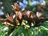 Western Red-Cedar - Thuja plicata D. Don