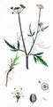 Spreading Hedge-Parsley - Torilis arvensis (Huds.) Link