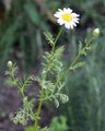 Geruchlose Kamille - Tripleurospermum inodorum (L.) Sch. Bip.