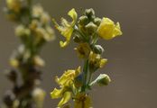 Kleinblütige Königskerze - Verbascum thapsus L.