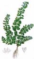 Green Field-Speedwell - Veronica agrestis L.