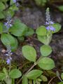 Wald-Ehrenpreis - Veronica officinalis L.