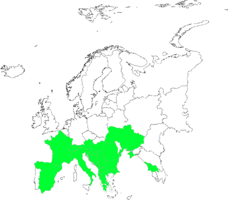Asperula taurina