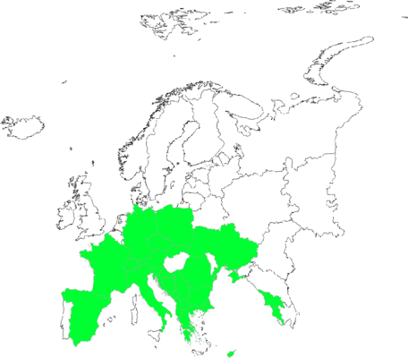 Plantago atrata