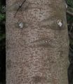 Caucasian Fir - Abies nordmanniana (Steven) Spach