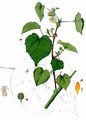 Velvetleaf - Abutilon theophrasti Medik.