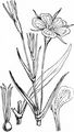 Corncockle - Agrostemma githago L.