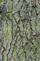Alder - Alnus glutinosa (L.) Gaertn.