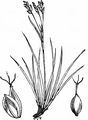 Haarstiel-Segge - Carex capillaris L.