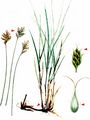 French Sedge - Carex colchica J. Gay