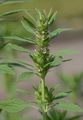 False Motherwort - Chaiturus marrubiastrum (L.) Ehrh. ex Rchb.