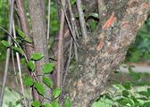 Cornelian-Cherry - Cornus mas L.