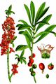 Gewöhnlicher Seidelbast - Daphne mezereum L.