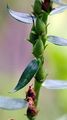 Straw Foxglove - Digitalis lutea L.