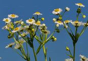 Einjähriges Berufkraut - Erigeron annuus (L.) Desf.