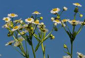 Tall Fleabane - Erigeron annuus (L.) Desf.