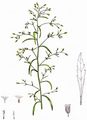 Kanadisches Berufkraut - Erigeron canadensis L.