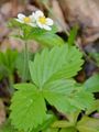 Creamy Strawberry - Fragaria viridis Weston