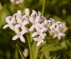 Waldmeister - Galium odoratum (L.) Scop.