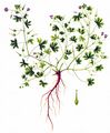 Small-Flowered Crane's-Bill - Geranium pusillum L.