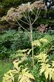 Giant Hogweed - Heracleum mantegazzianum Sommier & Levier
