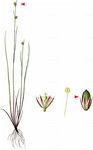 Moor-Binse - Juncus stygius L. 