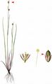 Moor Rush - Juncus stygius L.