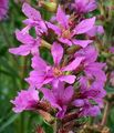 Purple-Loosestrife - Lythrum salicaria L.