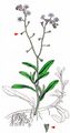 Water Forget-Me-Not - Myosotis scorpioides L.