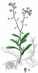 Sumpf-Vergißmeinnicht - Myosotis scorpioides L. 