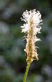 Mittel-Wegerich - Plantago media L.