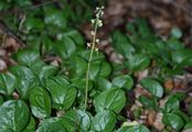 Round-Leaved Wintergreen - Pyrola rotundifolia L.