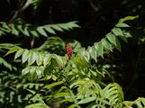 Stag's-Horn Sumach - Rhus typhina L.